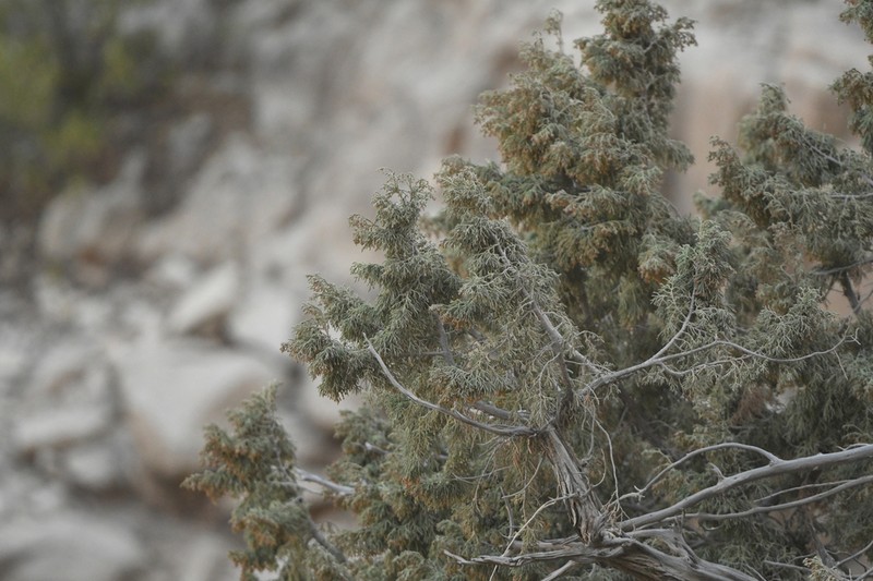 Juniperus seravschanica photo 8