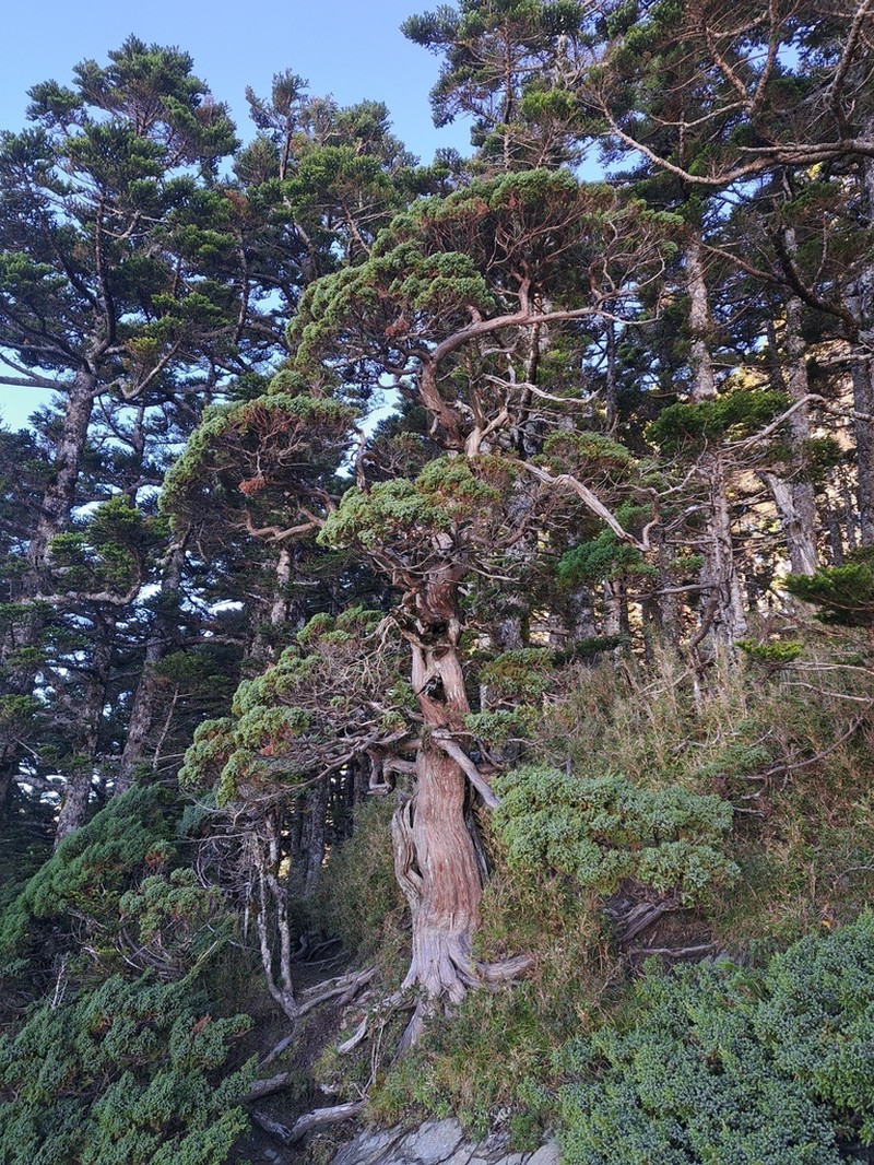Flaky Juniper photo 3