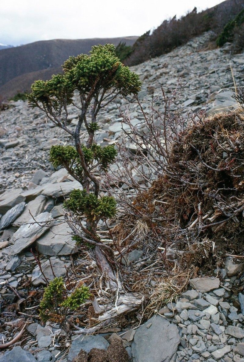 Flaky Juniper photo 4