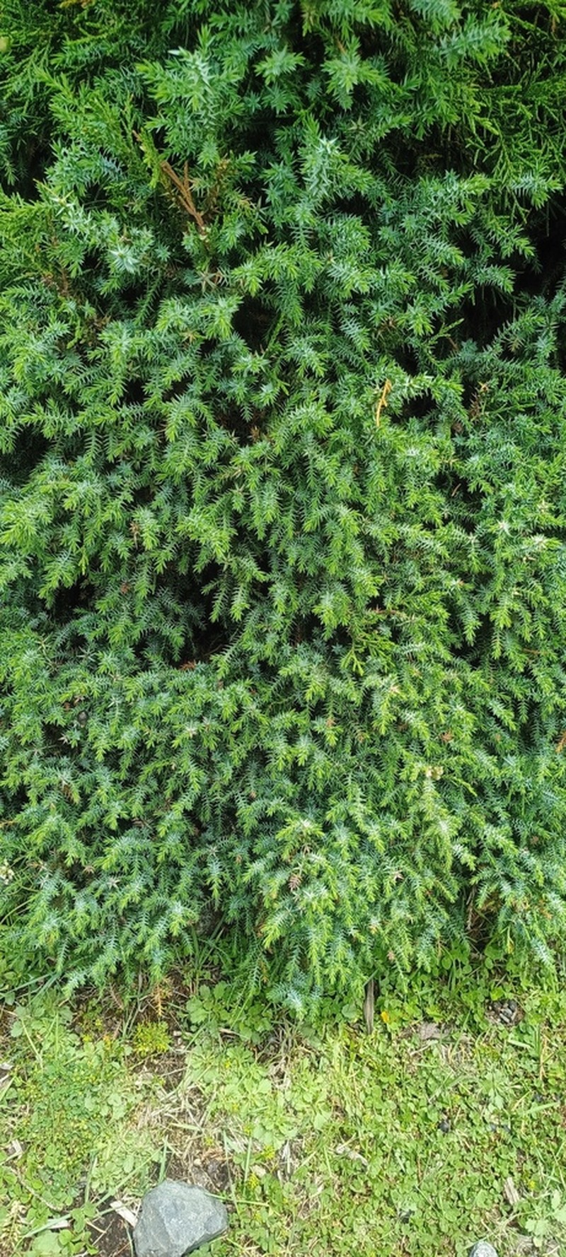 Flaky Juniper photo 5