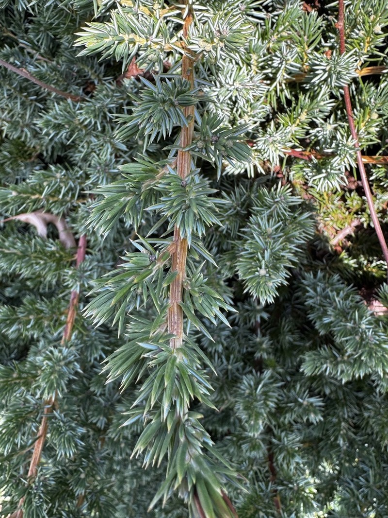 Flaky Juniper photo 6