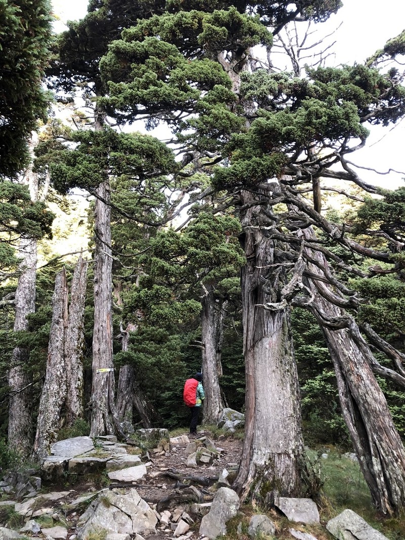 Flaky Juniper photo 7