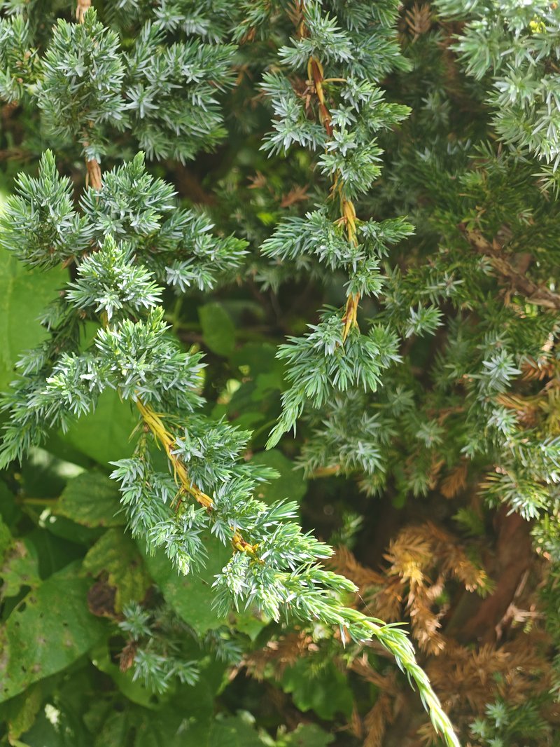 Flaky Juniper
