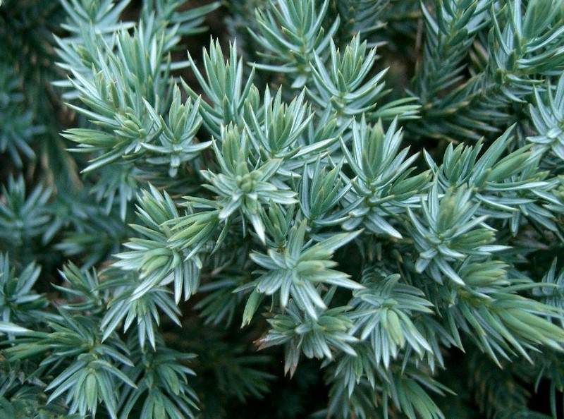 Flaky Juniper photo 2