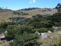 Juniperus standleyi
