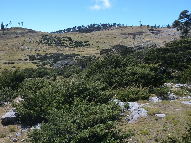 Juniperus standleyi