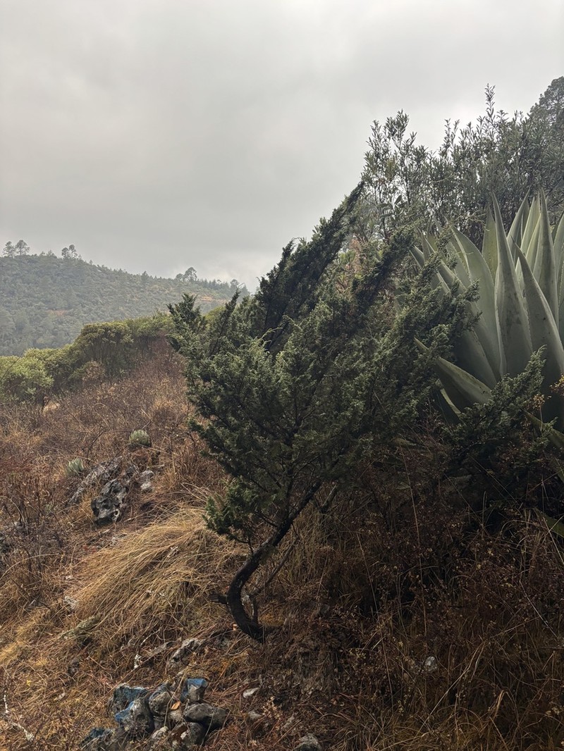 Juniperus standleyi photo 2