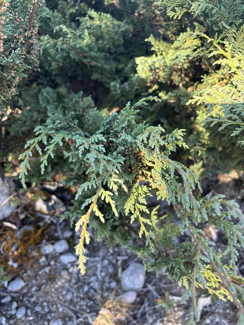 Juniperus standleyi photo 3