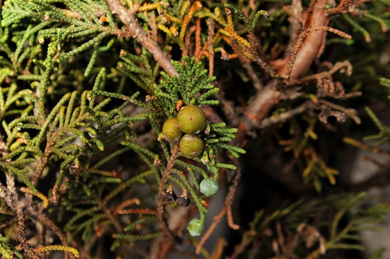 Juniperus standleyi photo 4
