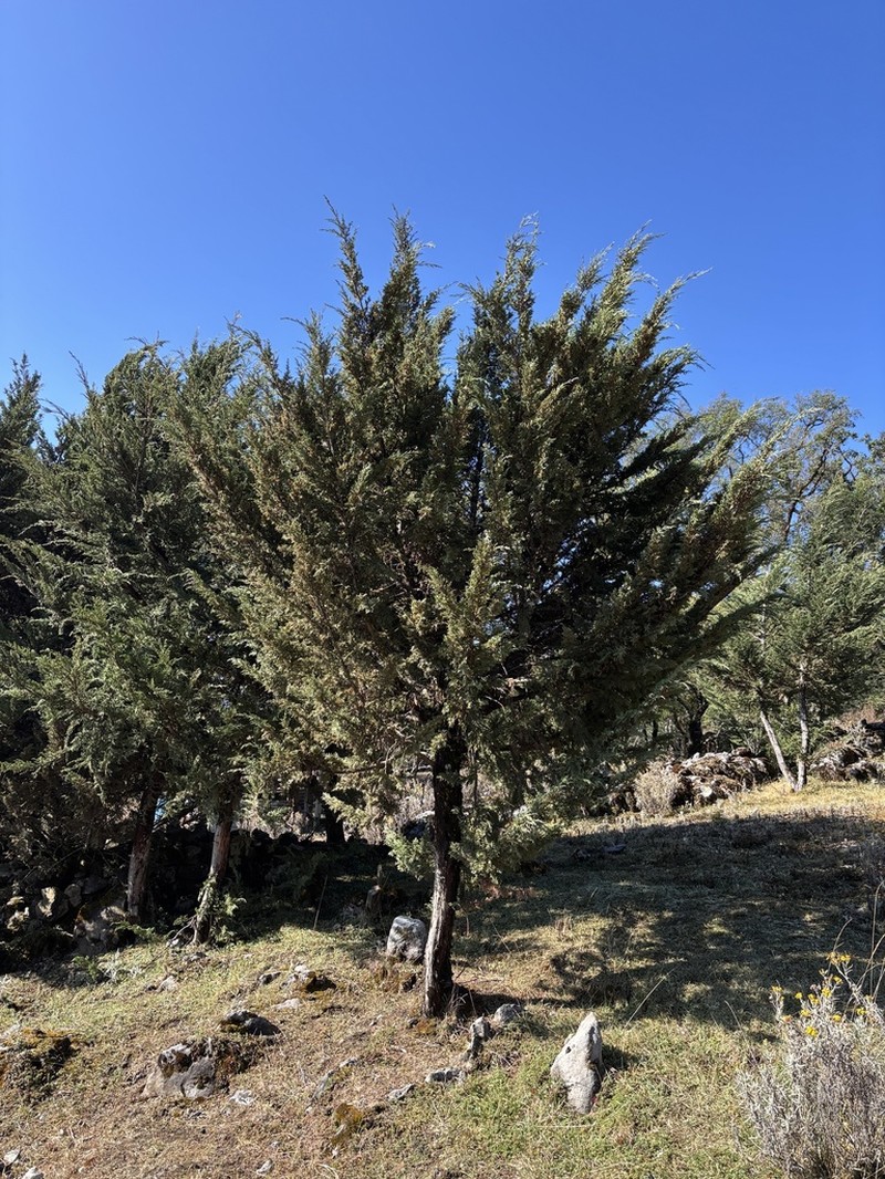 Juniperus standleyi photo 5