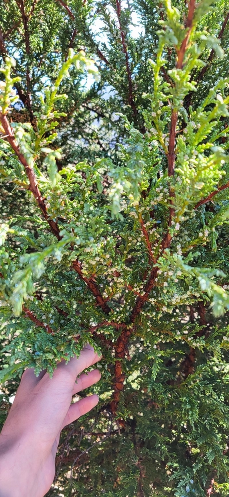 Juniperus standleyi photo 6