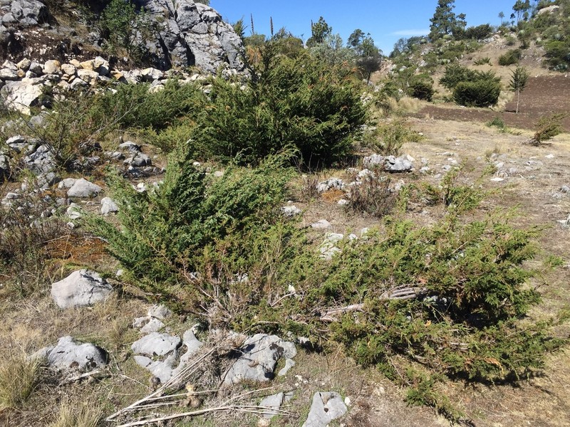 Juniperus standleyi photo 7