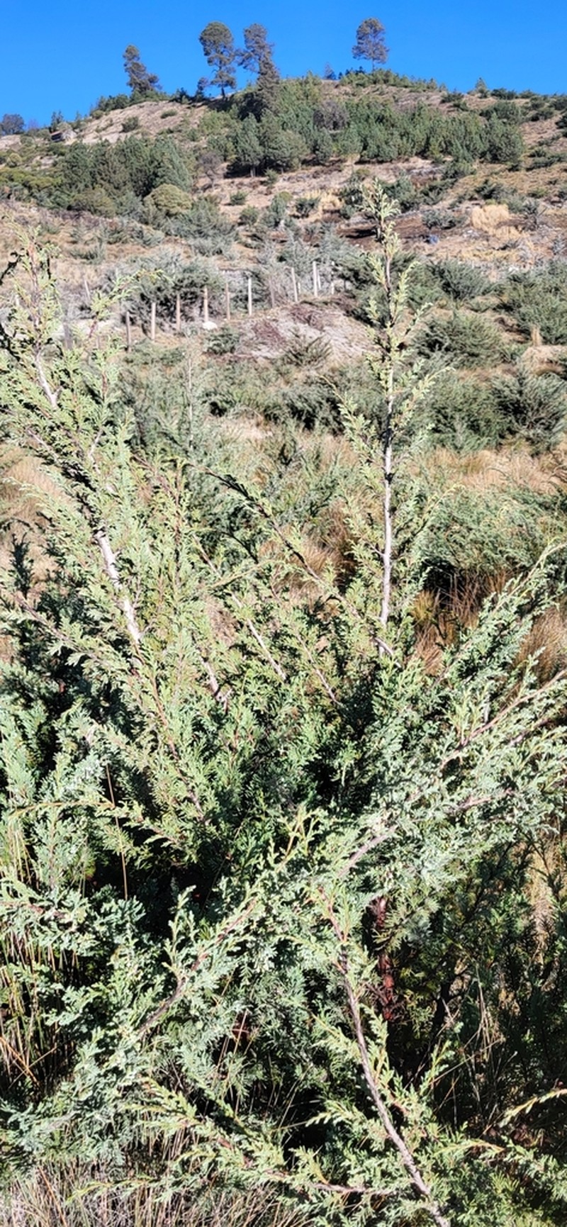 Juniperus standleyi photo 8