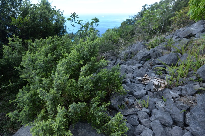 Juniperus tairukouensis
