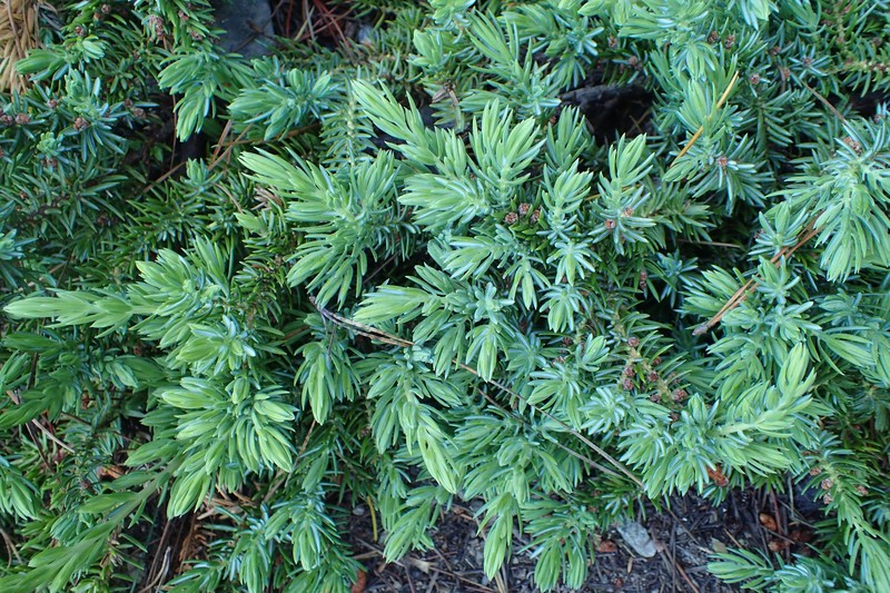 Juniperus taxifolia