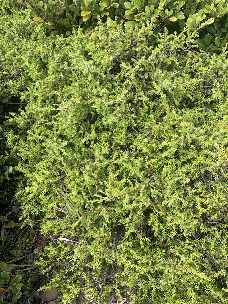 Juniperus taxifolia photo 2