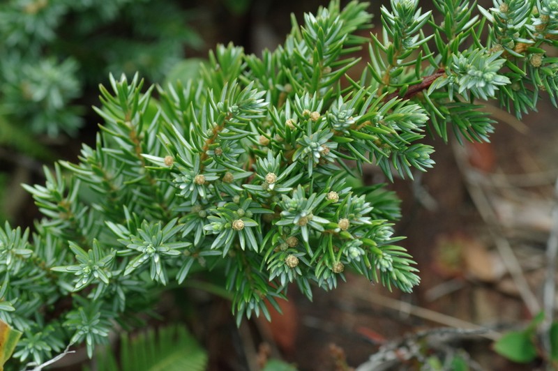 Juniperus taxifolia photo 3