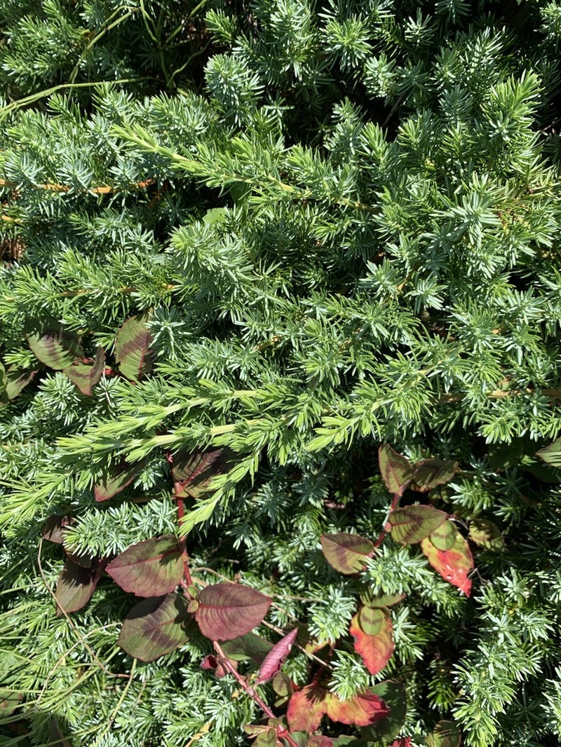 Juniperus taxifolia photo 4