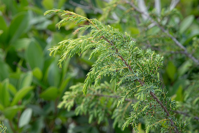 Juniperus taxifolia photo 5