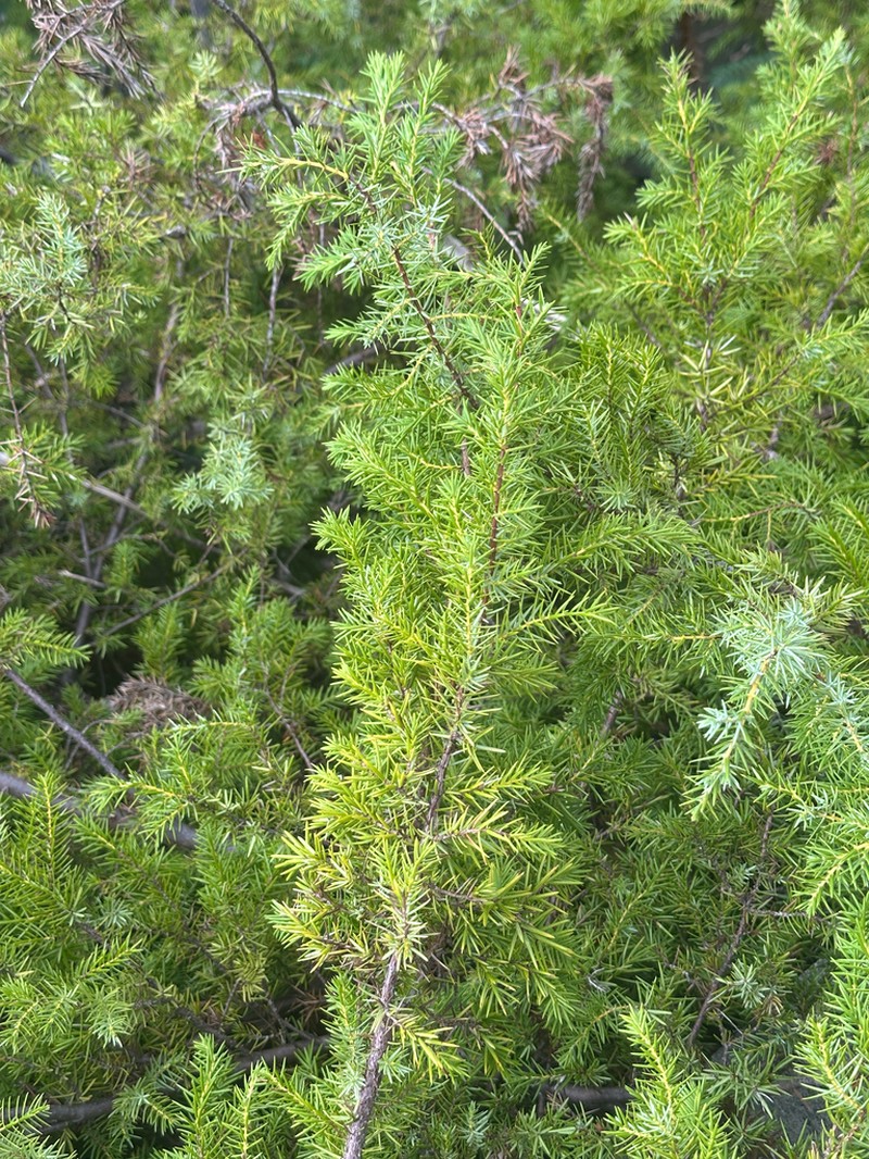 Juniperus taxifolia photo 6
