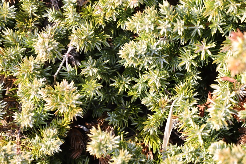 Juniperus taxifolia photo 7