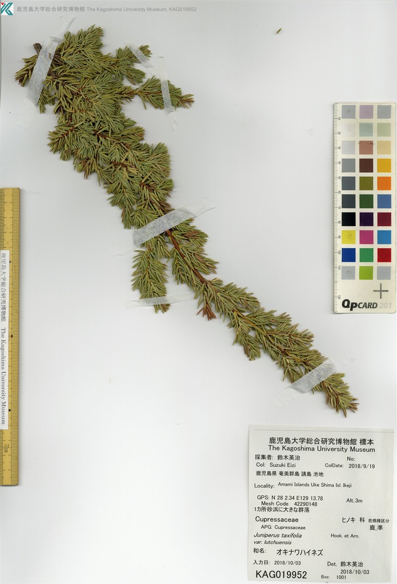 Juniperus taxifolia var. lutchuensis photo 4