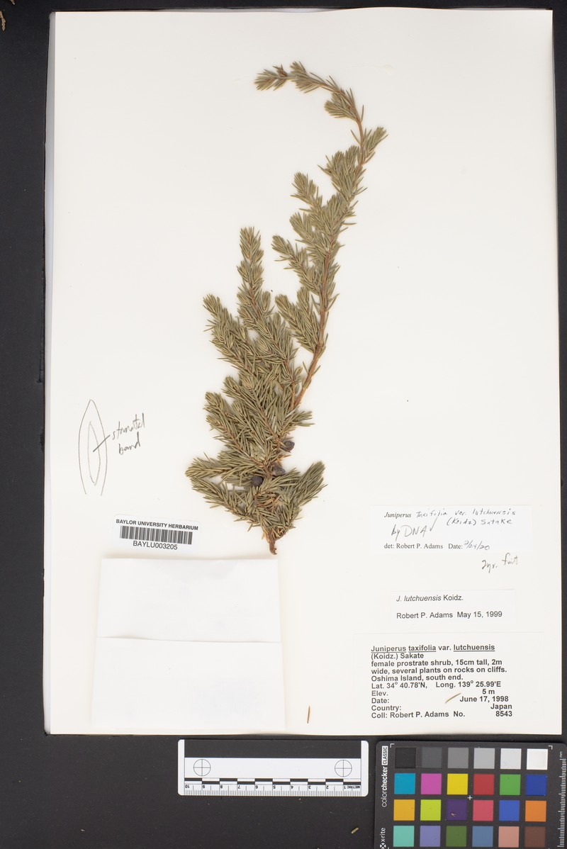 Juniperus taxifolia var. lutchuensis photo 5
