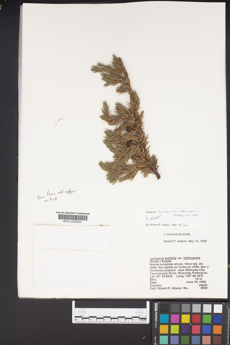 Juniperus taxifolia var. lutchuensis photo 6