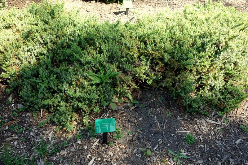 Juniperus taxifolia var. lutchuensis