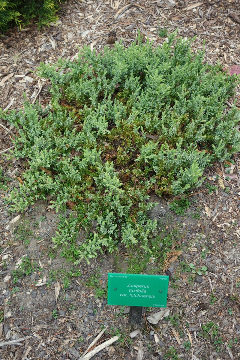 Juniperus taxifolia var. lutchuensis photo 8