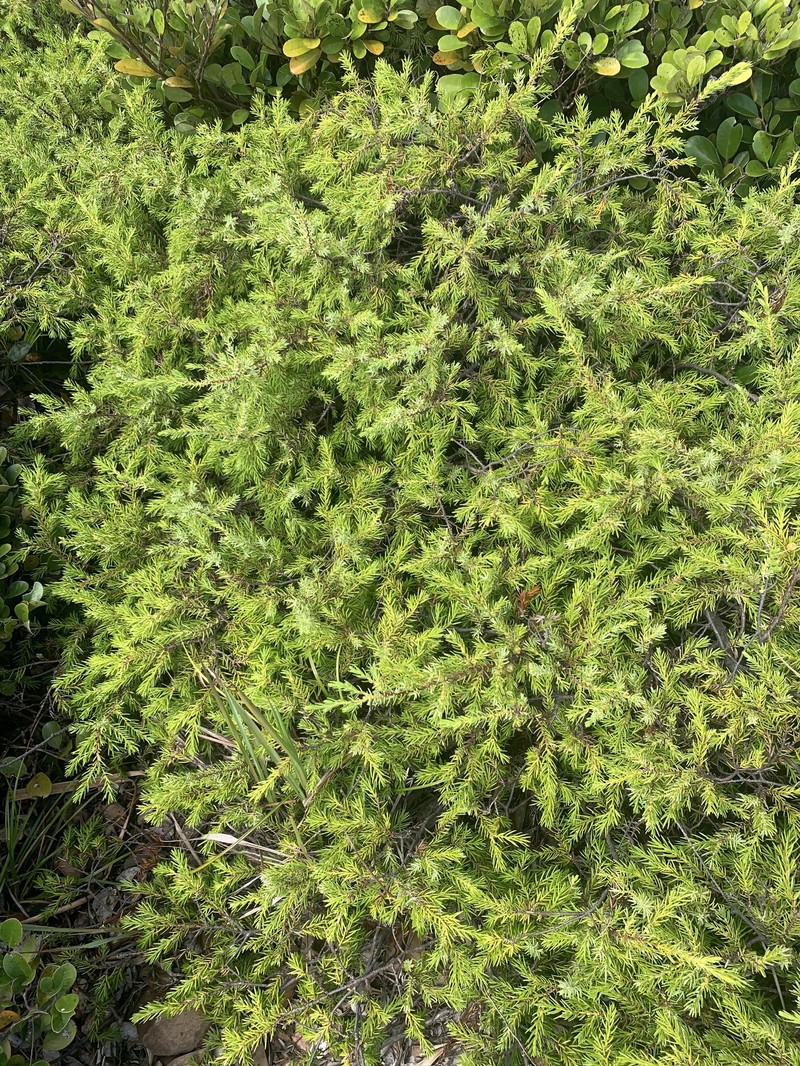 Juniperus taxifolia var. taxifolia
