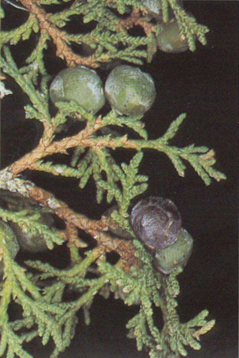 Juniperus thurifera photo 2