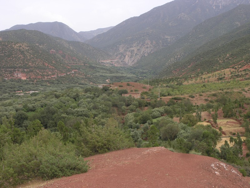 Juniperus thurifera photo 3