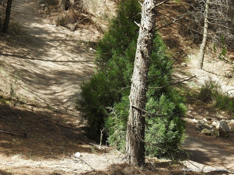 Juniperus thurifera photo 4