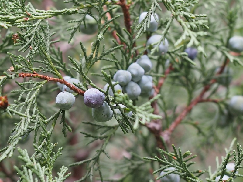 Juniperus thurifera photo 5