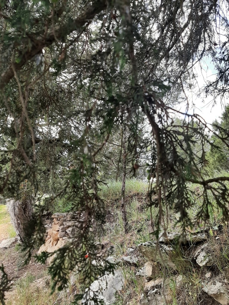 Juniperus thurifera photo 6