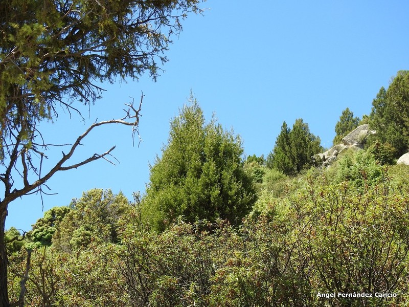 Juniperus thurifera photo 7