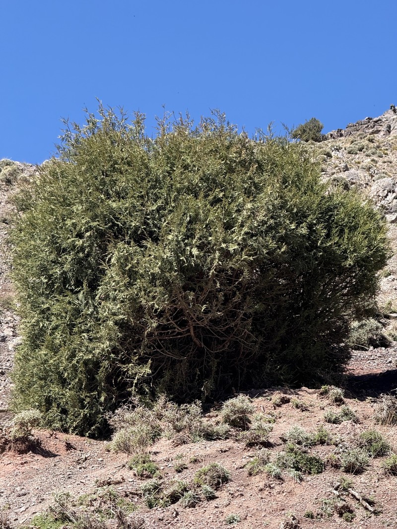 Juniperus thurifera subsp. africana