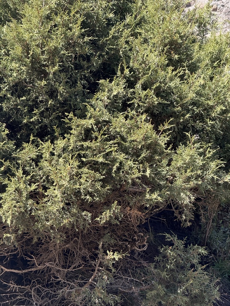 Juniperus thurifera subsp. africana photo 2