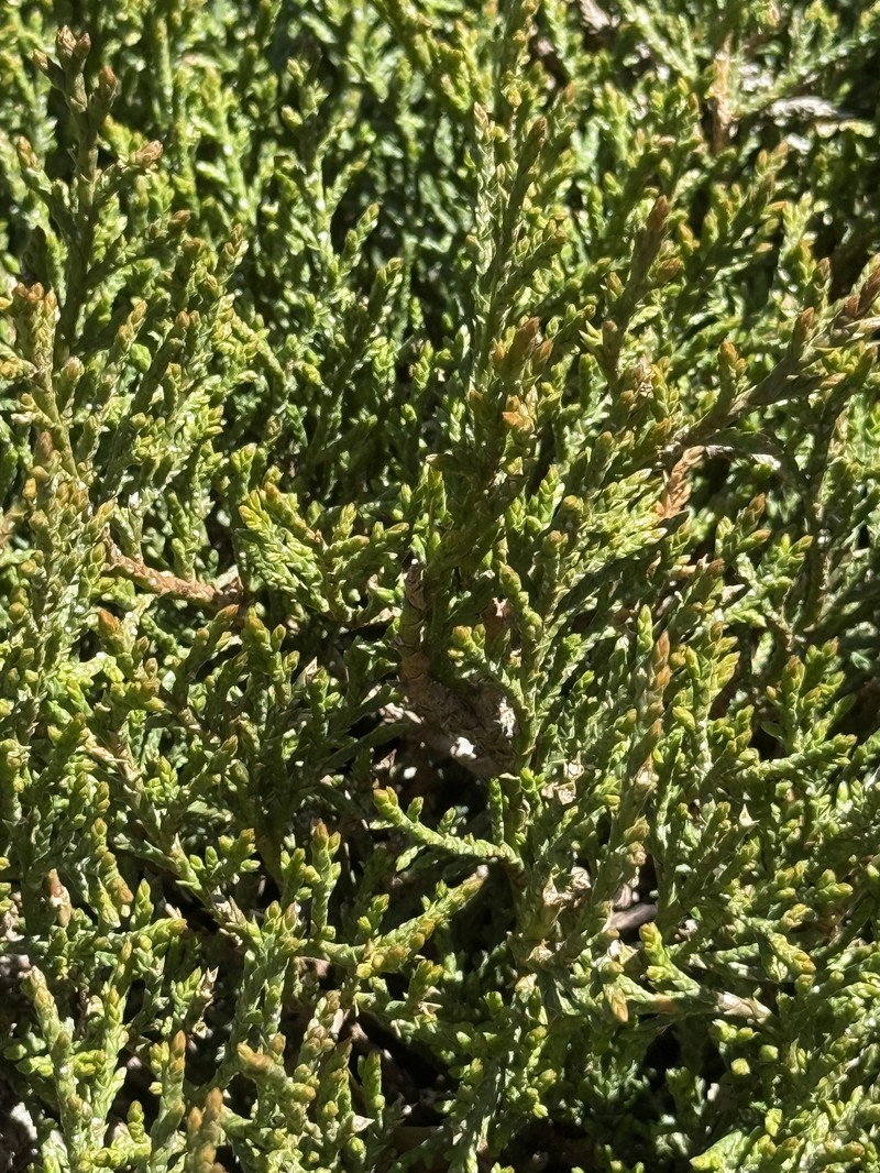 Juniperus thurifera subsp. africana photo 3