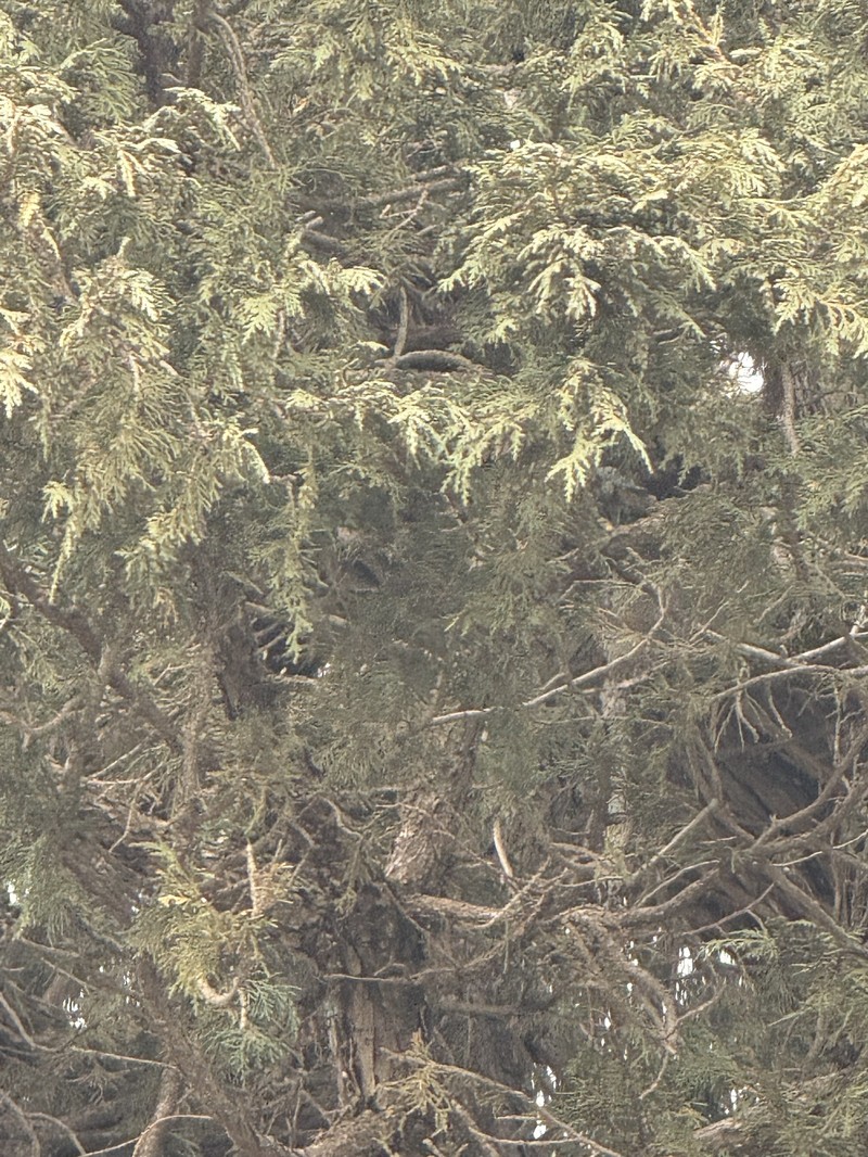 Juniperus thurifera subsp. africana photo 4