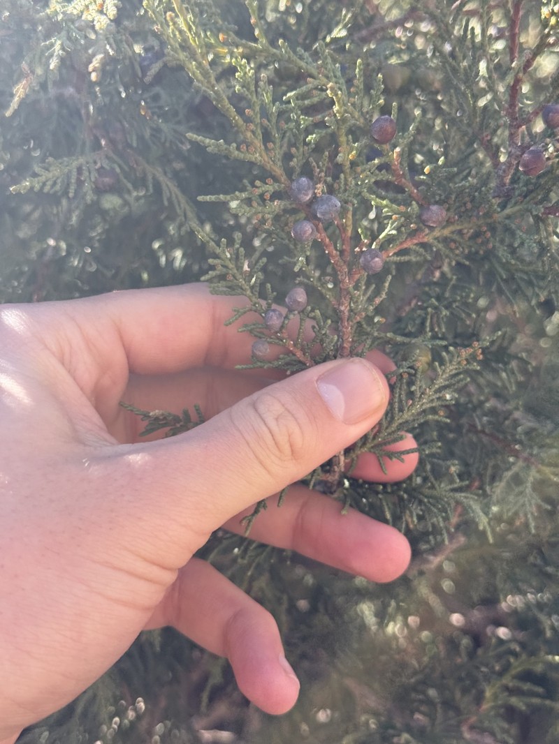 Juniperus thurifera subsp. africana photo 5