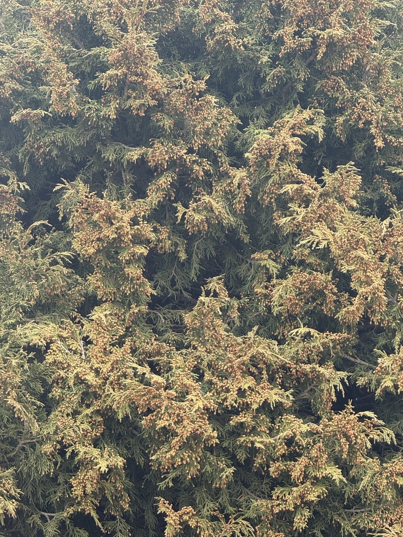 Juniperus thurifera subsp. africana photo 6