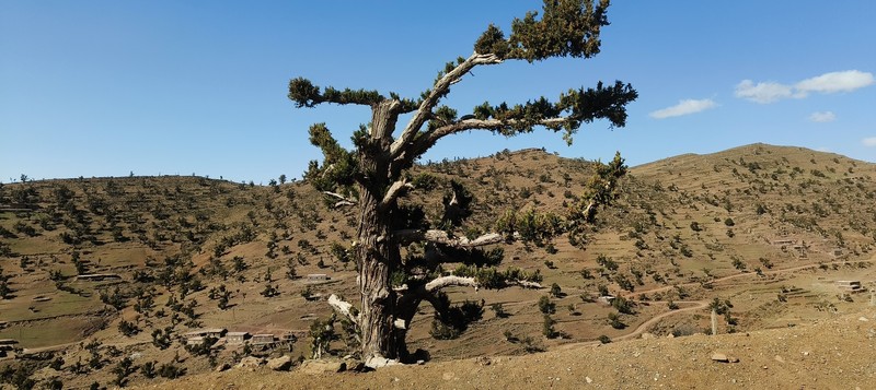 Juniperus thurifera subsp. africana photo 8