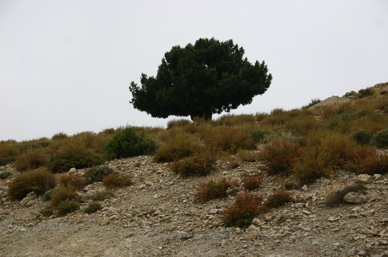 Juniperus thurifera subsp. aurasiaca