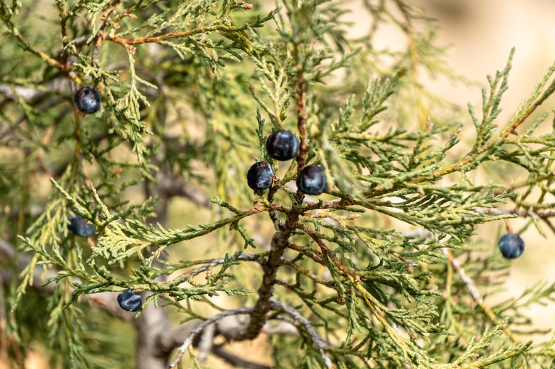 Juniperus thurifera subsp. thurifera photo 2
