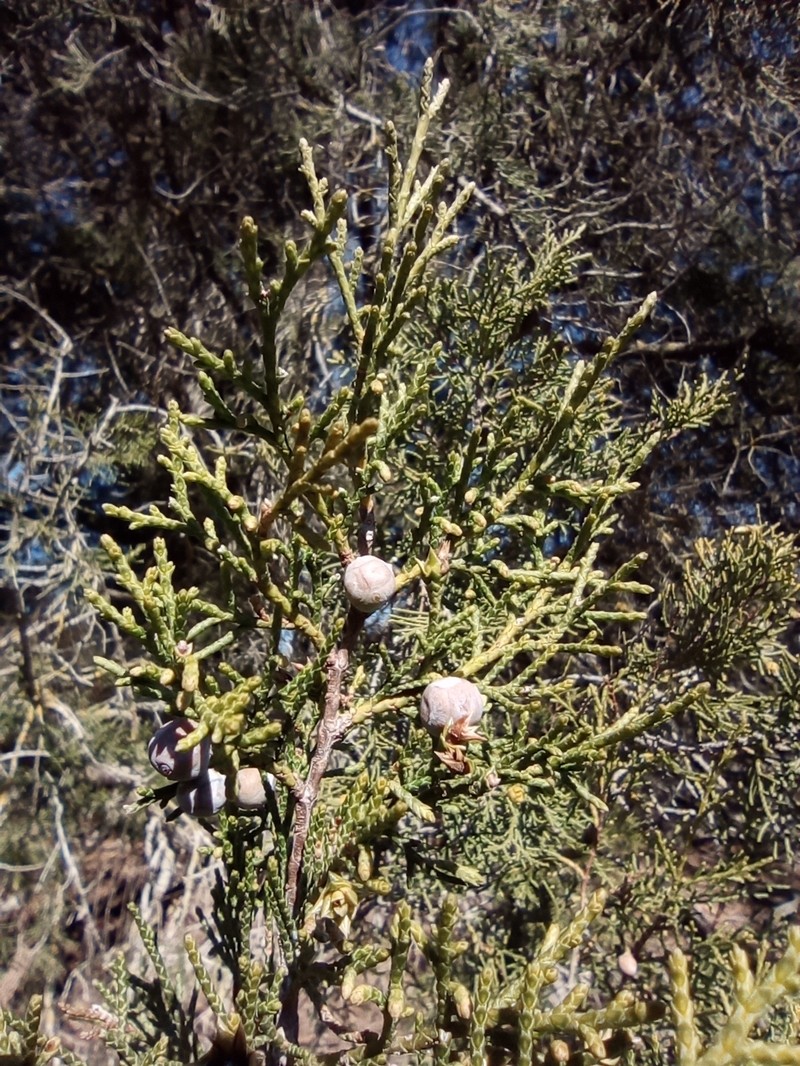 Juniperus thurifera subsp. thurifera photo 3