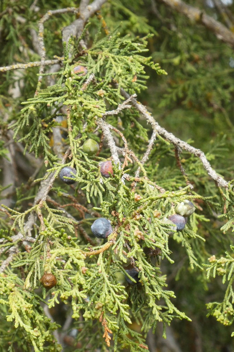 Juniperus thurifera subsp. thurifera photo 4