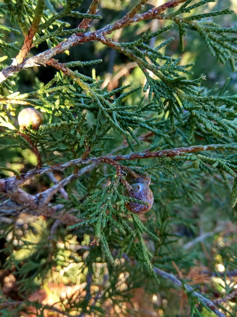 Juniperus thurifera subsp. thurifera photo 6