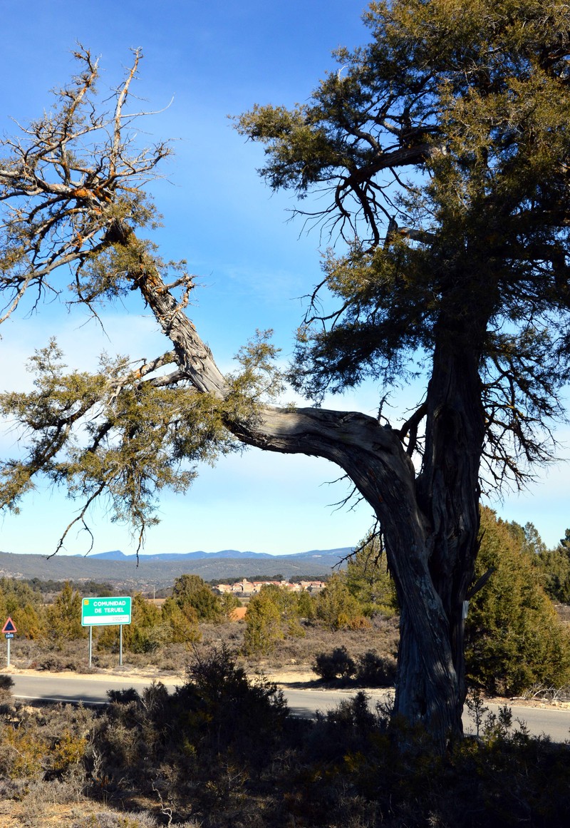Juniperus thurifera subsp. thurifera photo 8